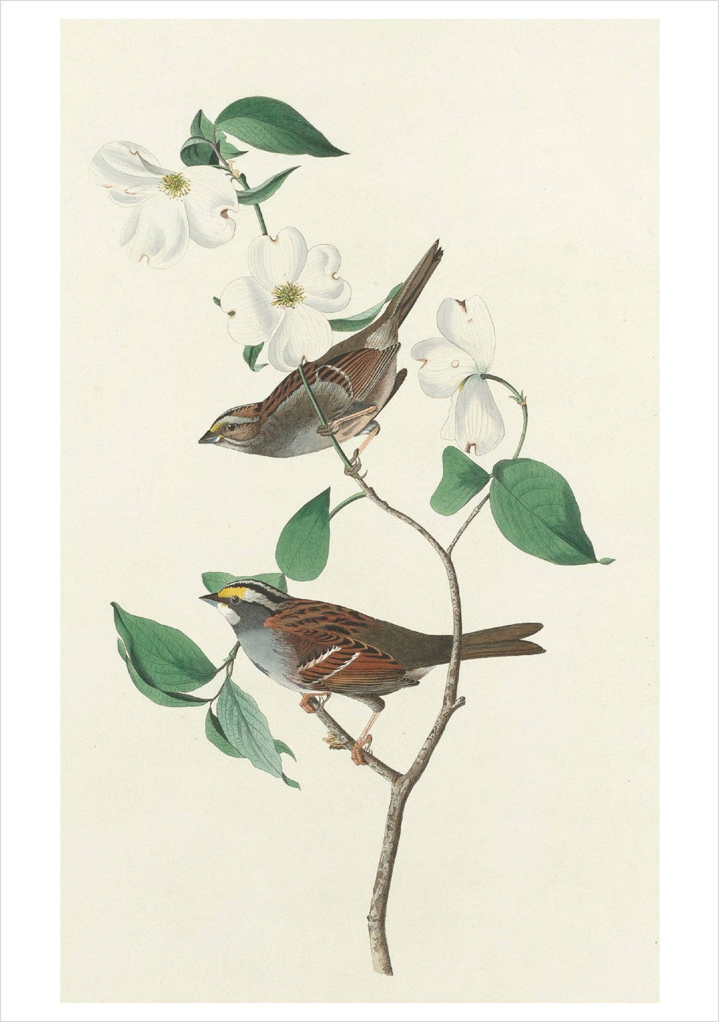 John James Audubon: Songbirds Boxed Notecard Assortment