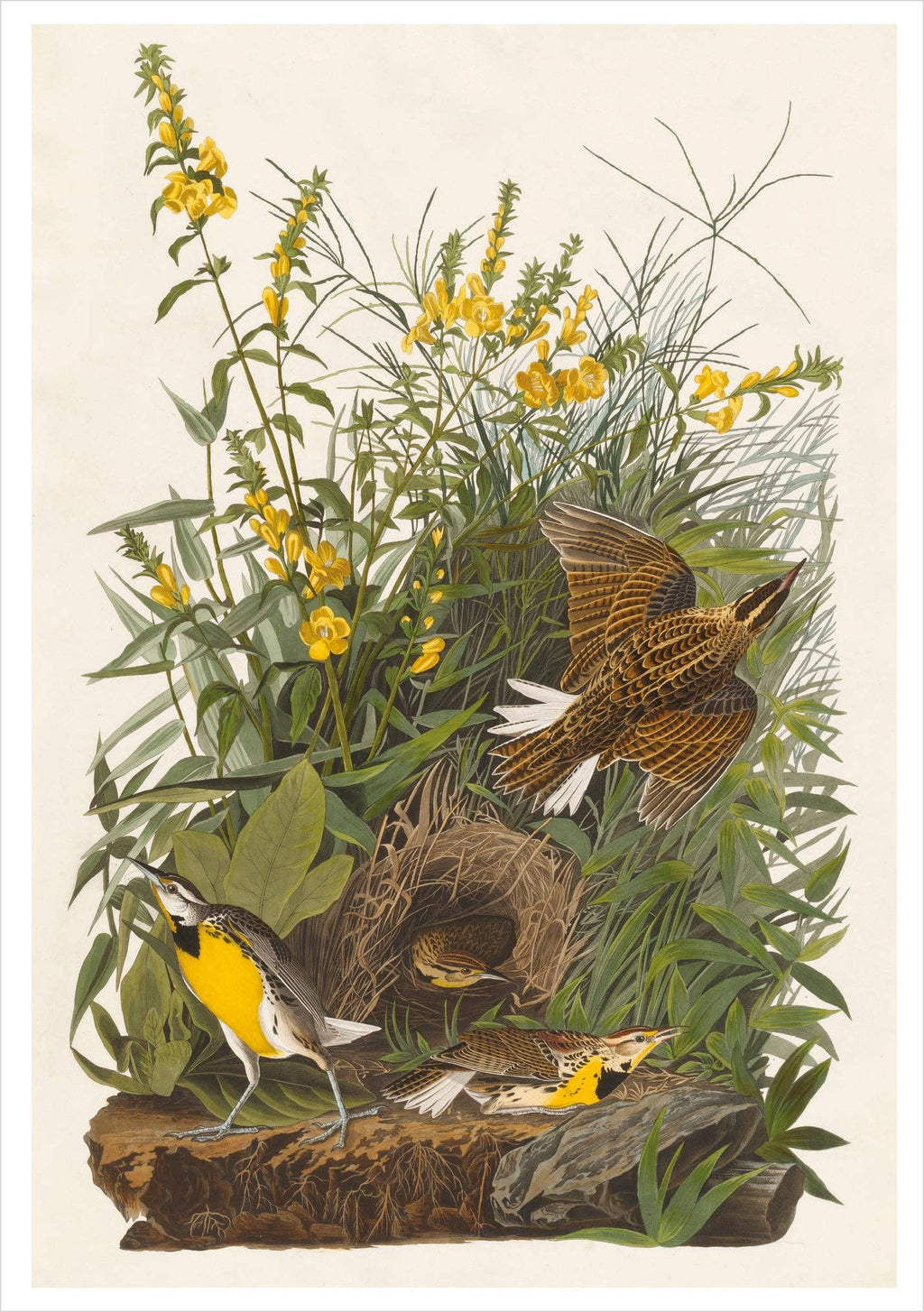 John James Audubon: Songbirds Boxed Notecard Assortment