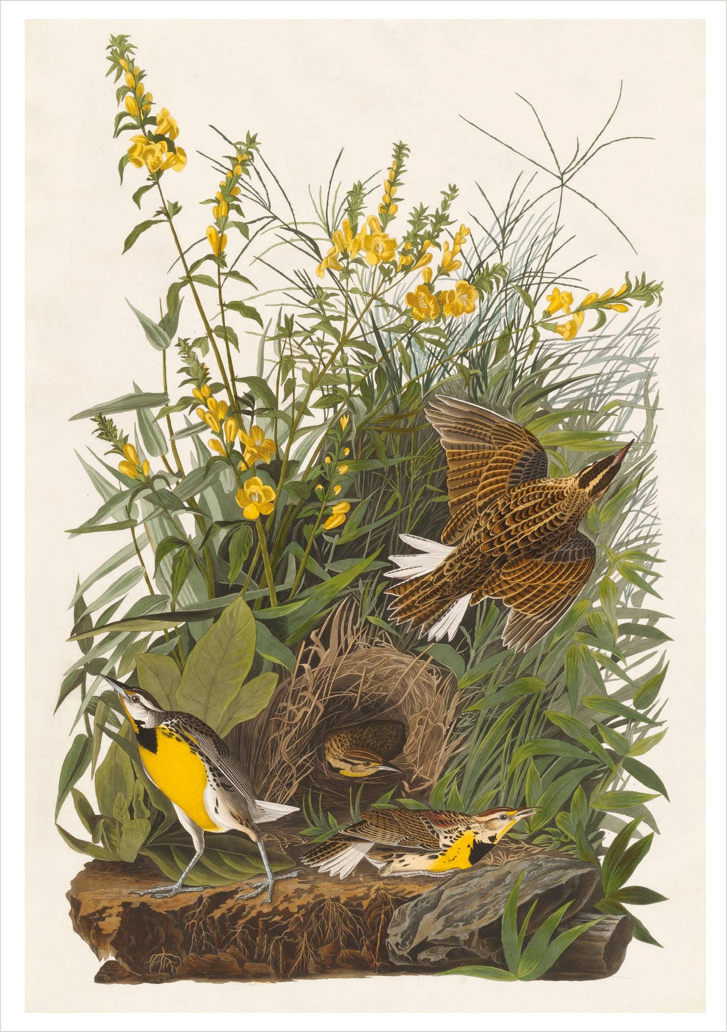 John James Audubon: Songbirds Boxed Notecard Assortment