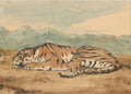 Royal Tiger, C 1800'S